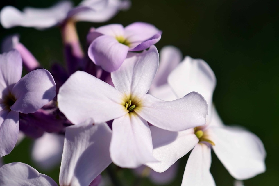 Beautiful Flowers blooming blossom