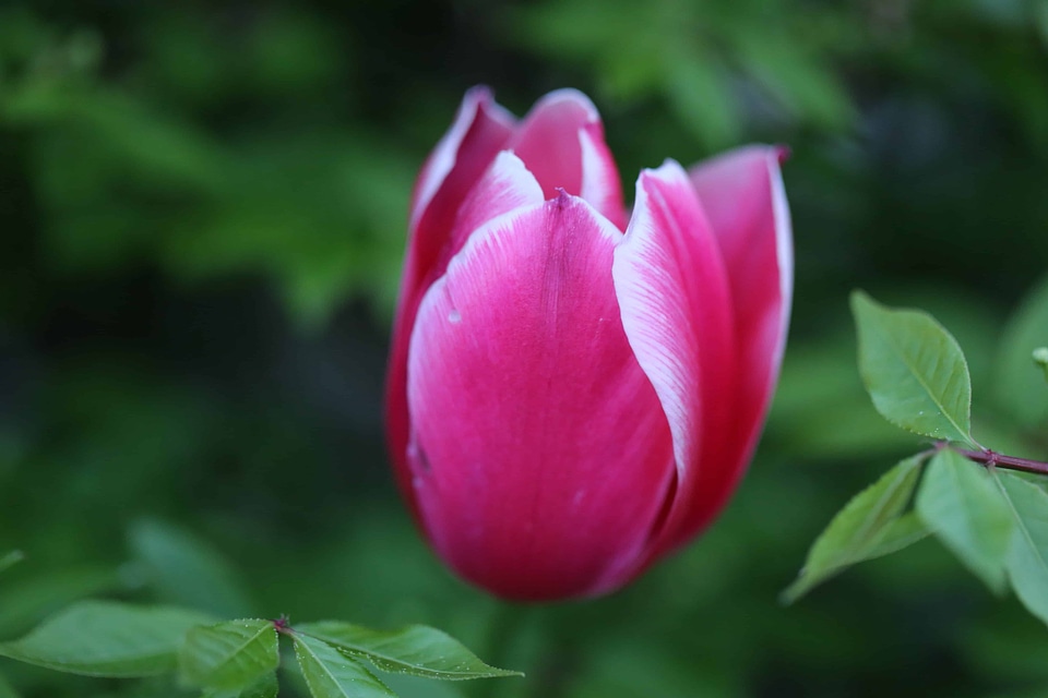 Beautiful Flowers biology bloom