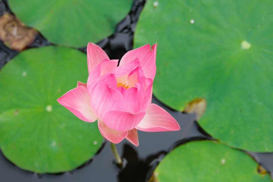 Aquatic beautiful beautiful flowers