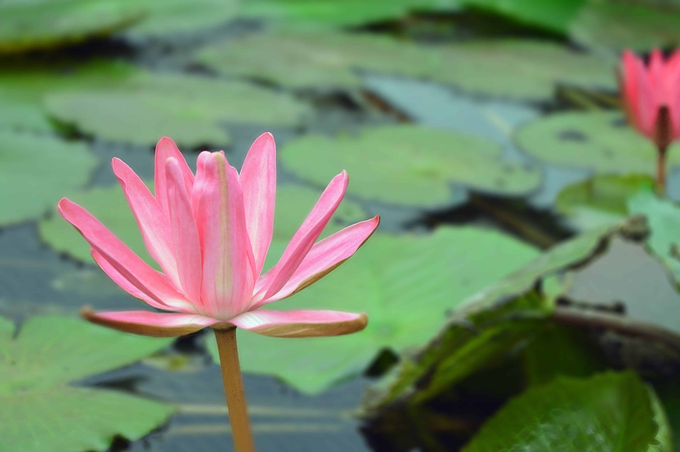Aquatic beautiful flowers biology