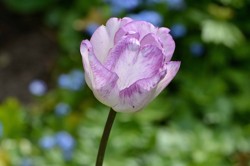 Beautiful beautiful flowers beautiful photo