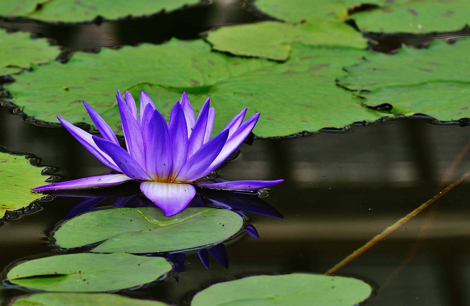 Aquatic beautiful beautiful flowers