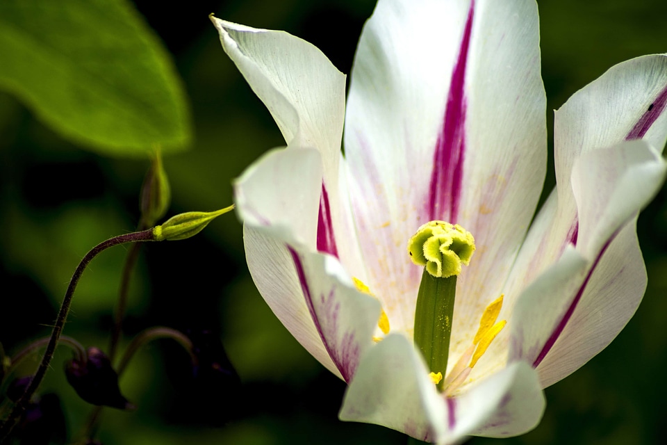 Aquatic beautiful beautiful flowers