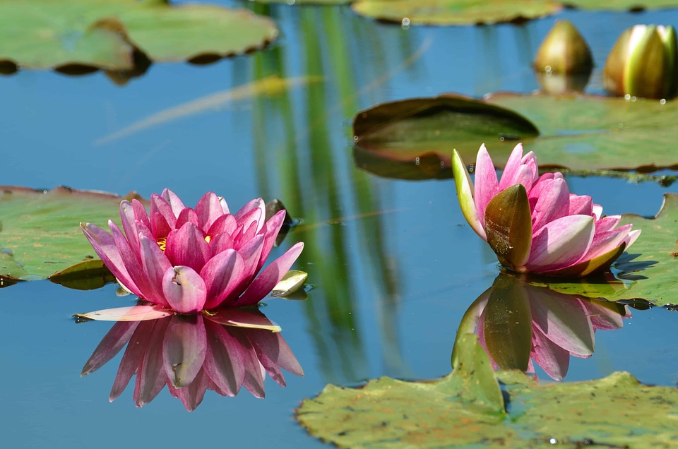 Aquatic beautiful beautiful flowers