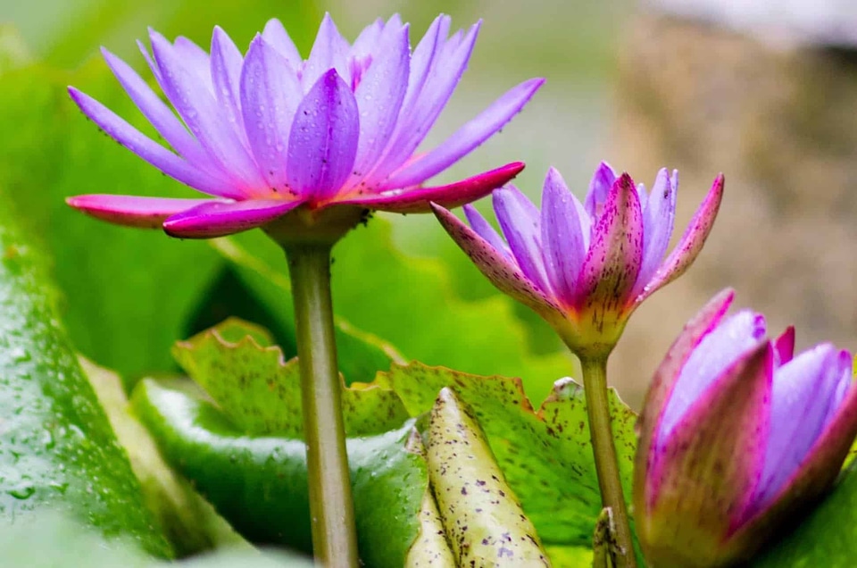 Aquatic beautiful beautiful flowers