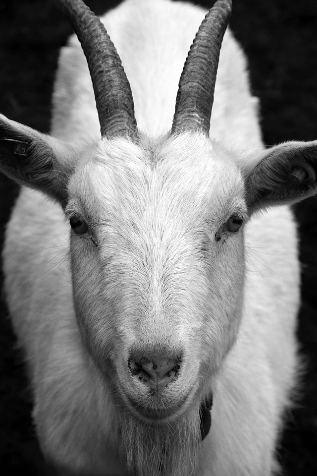 Animal black black and white photo