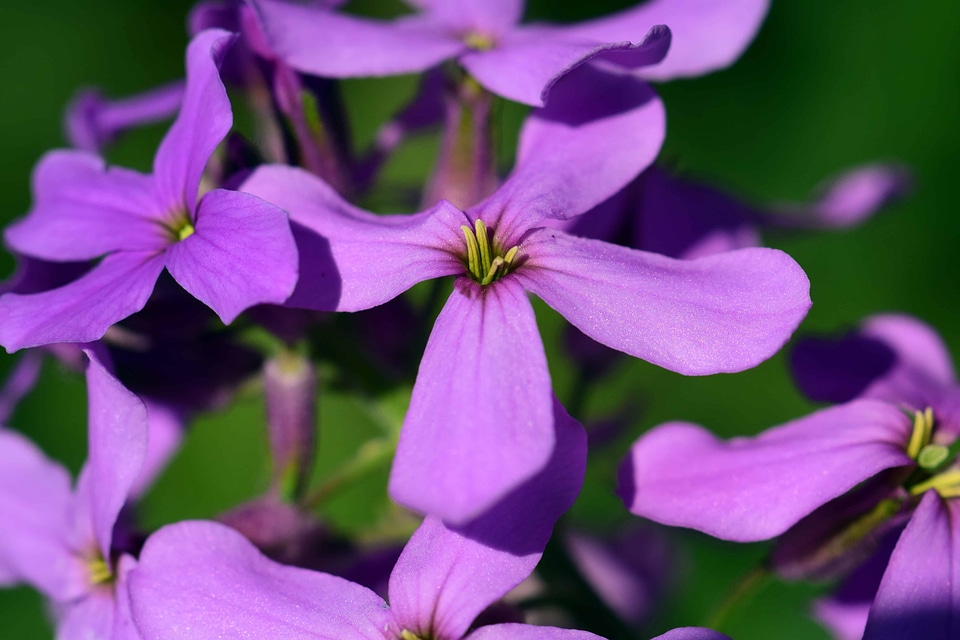 Beautiful Flowers beautiful photo blooming
