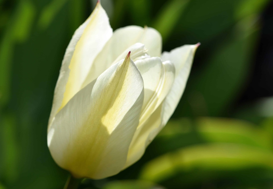 Beautiful Flowers biology bloom