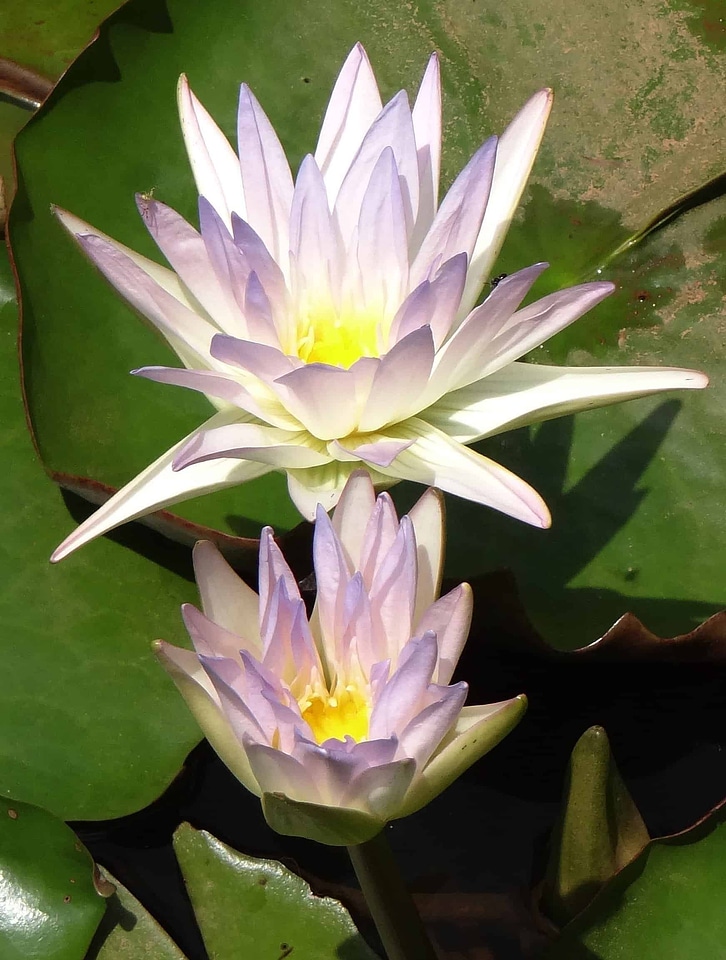 Aquatic beautiful flowers biology
