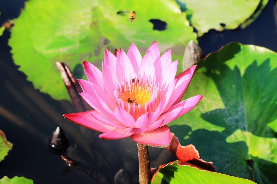 Aquatic beautiful flowers biology
