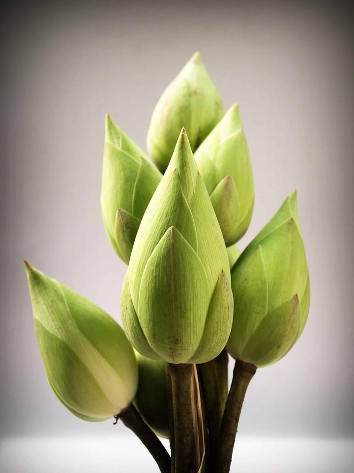 Beautiful Flowers biology bloom