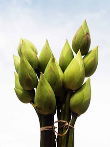 Biology bloom blooming