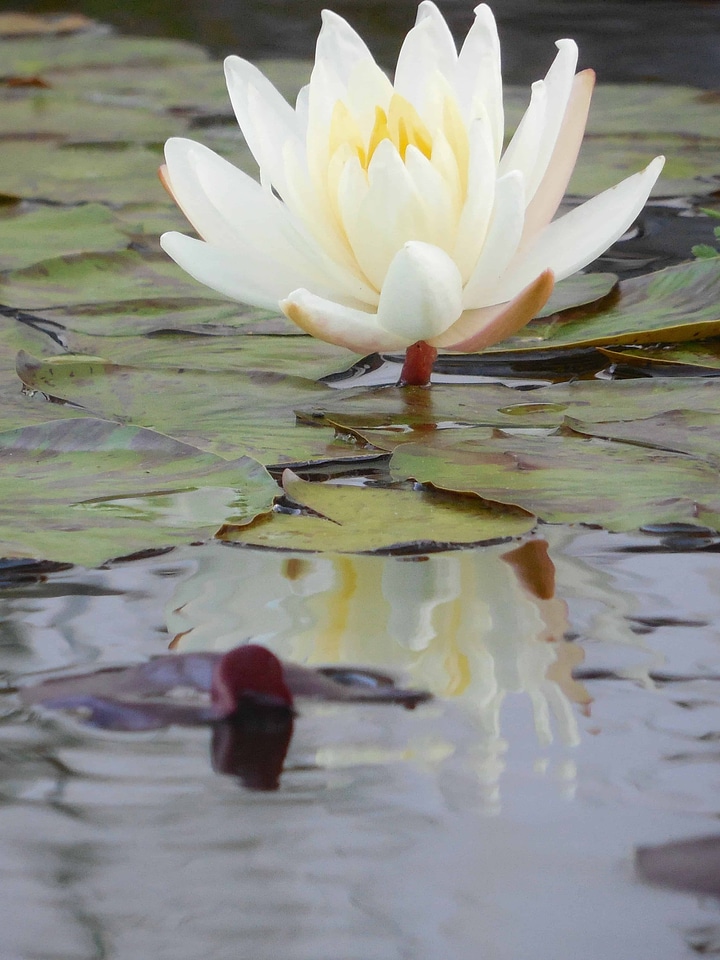 Aquatic beautiful flowers biology