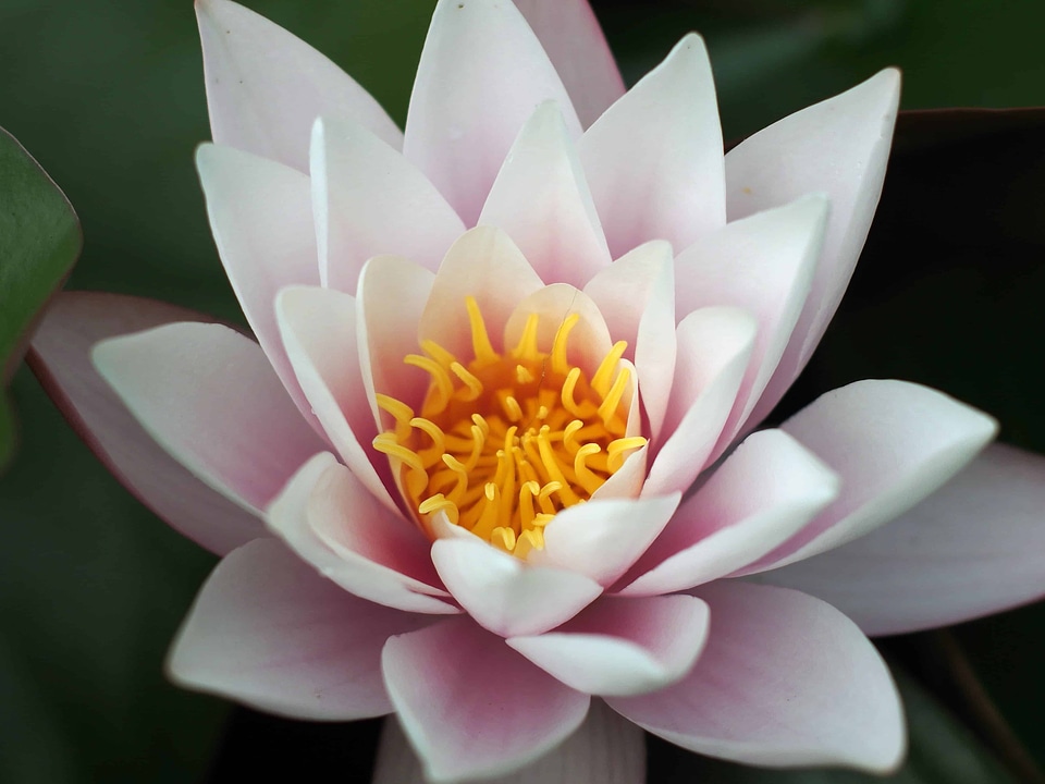 Aquatic beautiful flowers biology