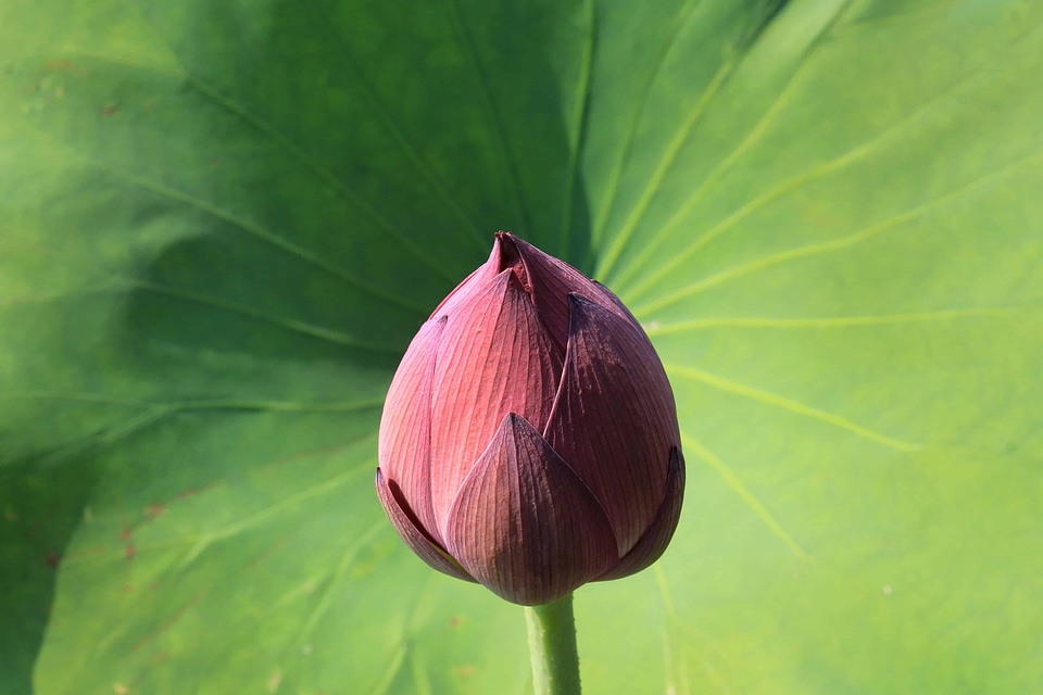 Aquatic beautiful flowers biology