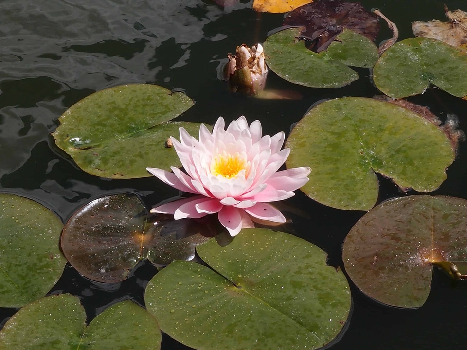 Aquatic beautiful beautiful flowers