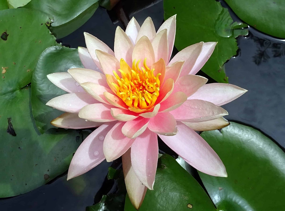 Aquatic beautiful flowers biology