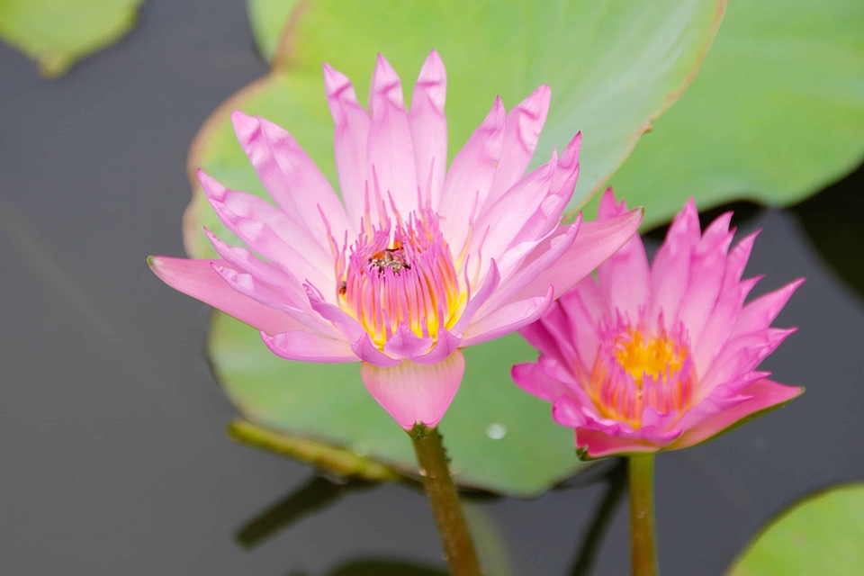 Aquatic beautiful flowers beautiful photo
