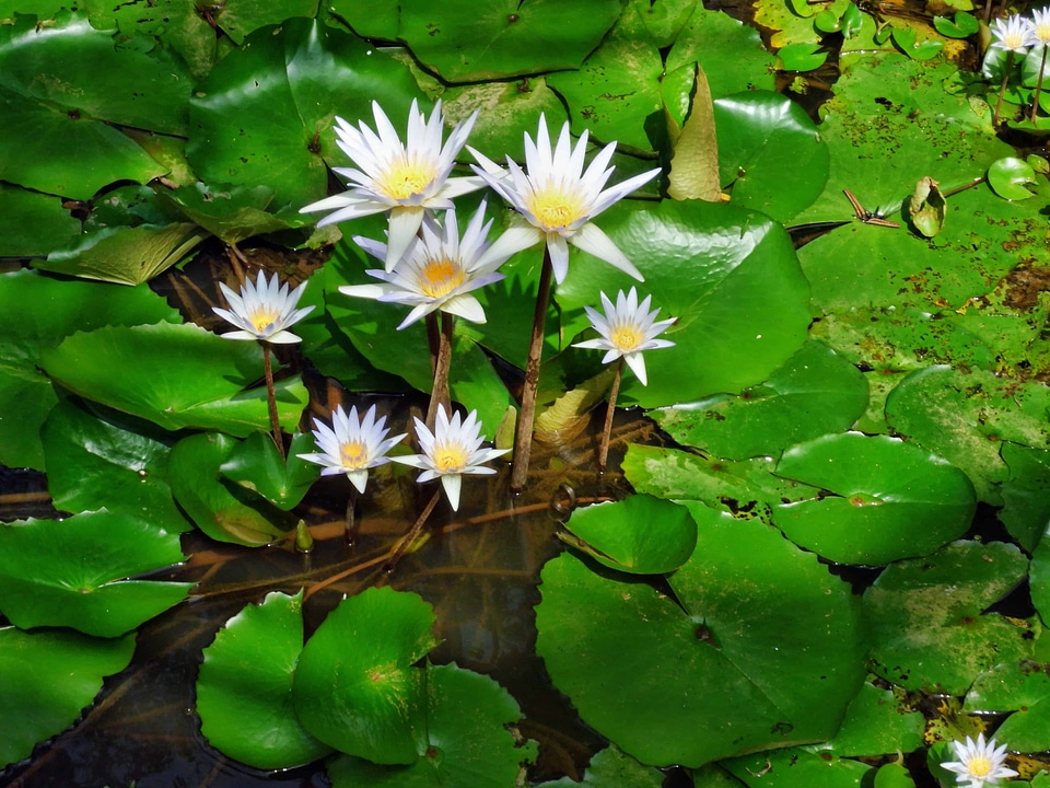 Aquatic beautiful beautiful flowers
