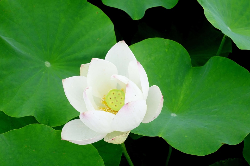 Aquatic beautiful beautiful flowers