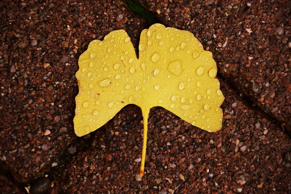 Autumn autumn season dew