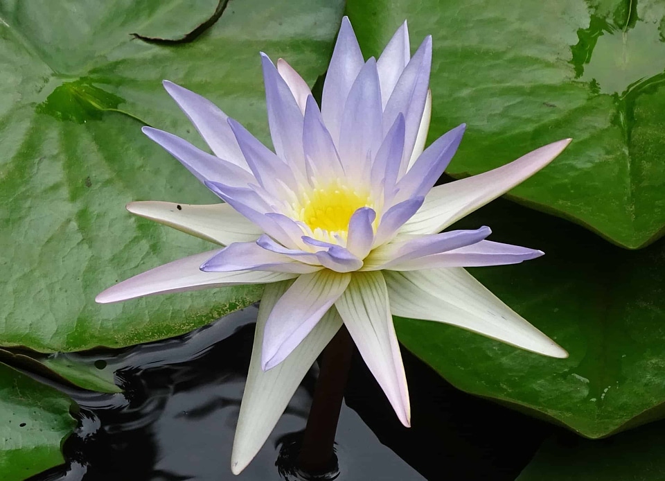 Aquatic beautiful beautiful flowers