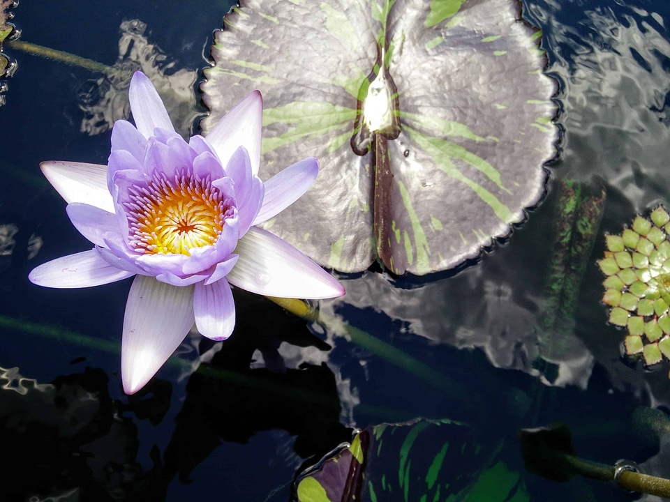 Aquatic beautiful beautiful flowers