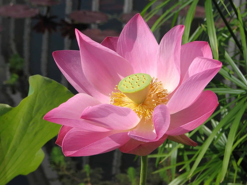 Aquatic beautiful beautiful flowers