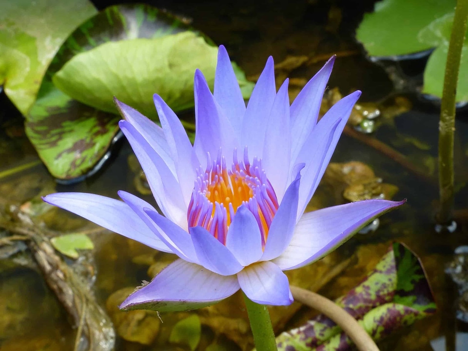 Aquatic beautiful beautiful flowers