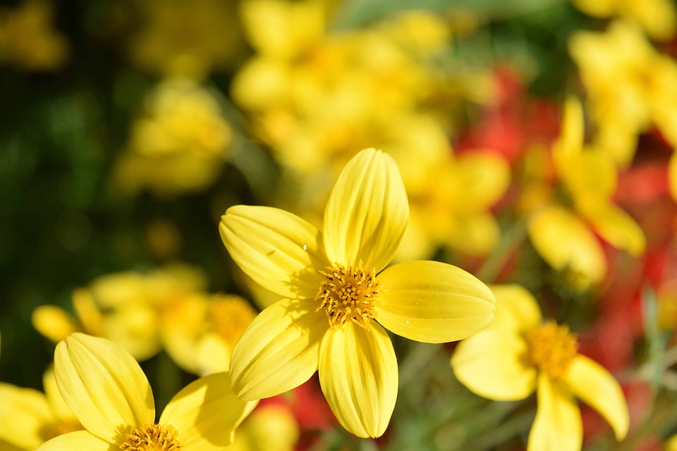 Beautiful Flowers blooming blossom