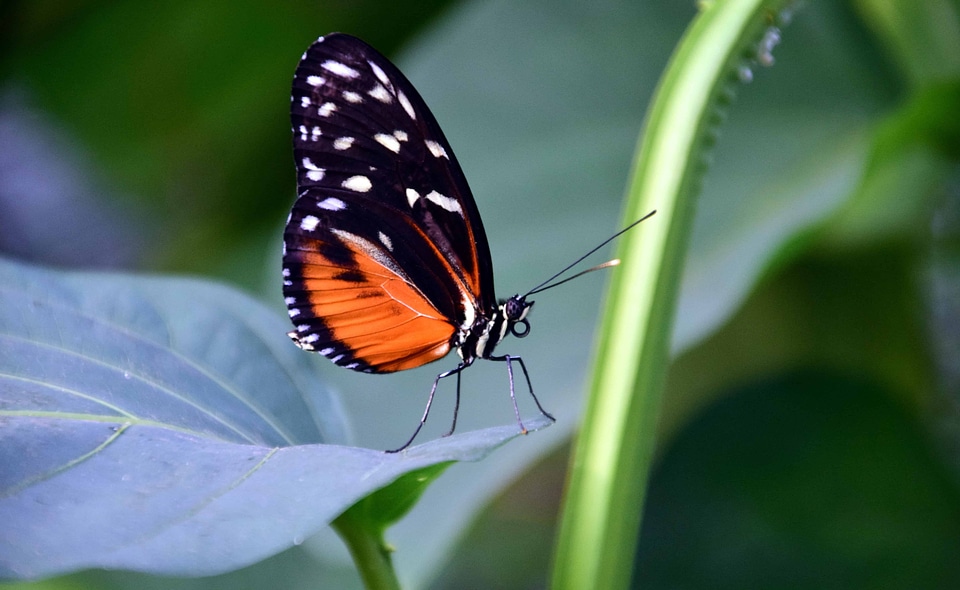 Animal arthropod beautiful flowers