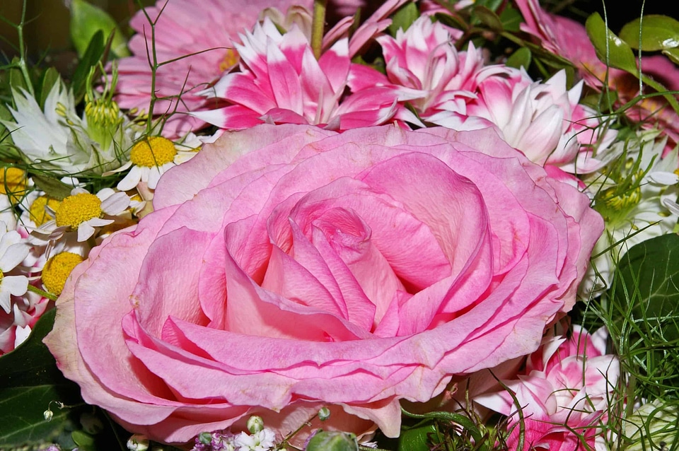 Arrangement beautiful beautiful flowers