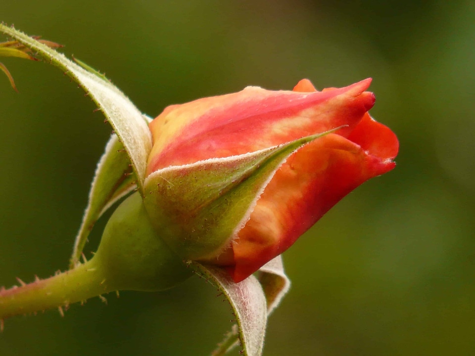 Beautiful Flowers beautiful photo biology
