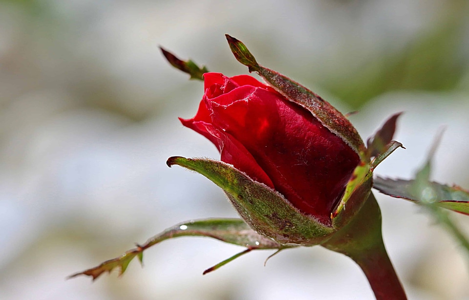 Beautiful Flowers beautiful photo biology