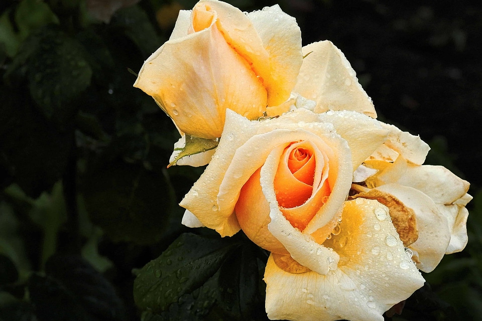 Beautiful Flowers beautiful photo biology