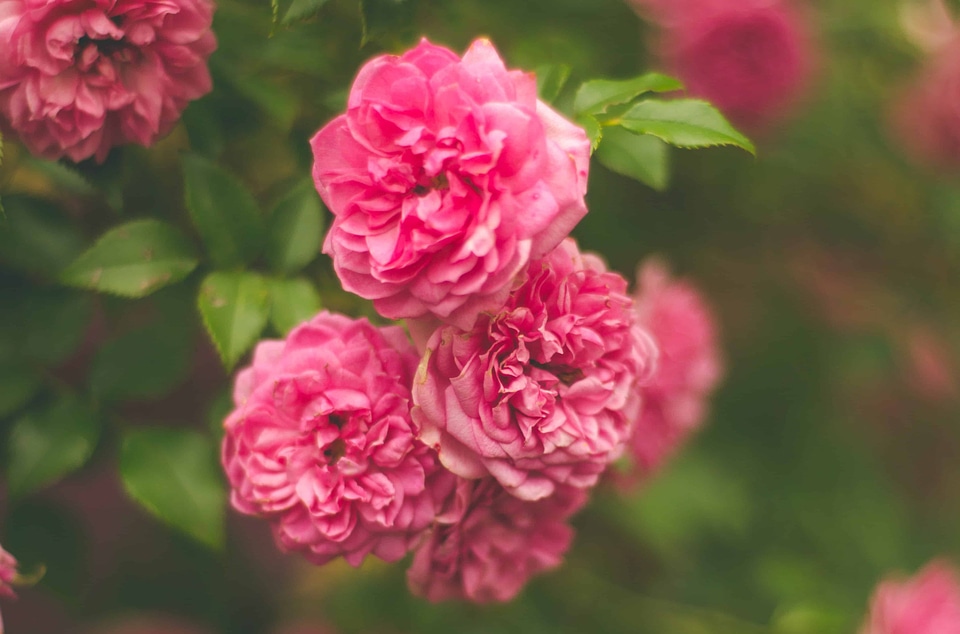 Beautiful beautiful flowers biology