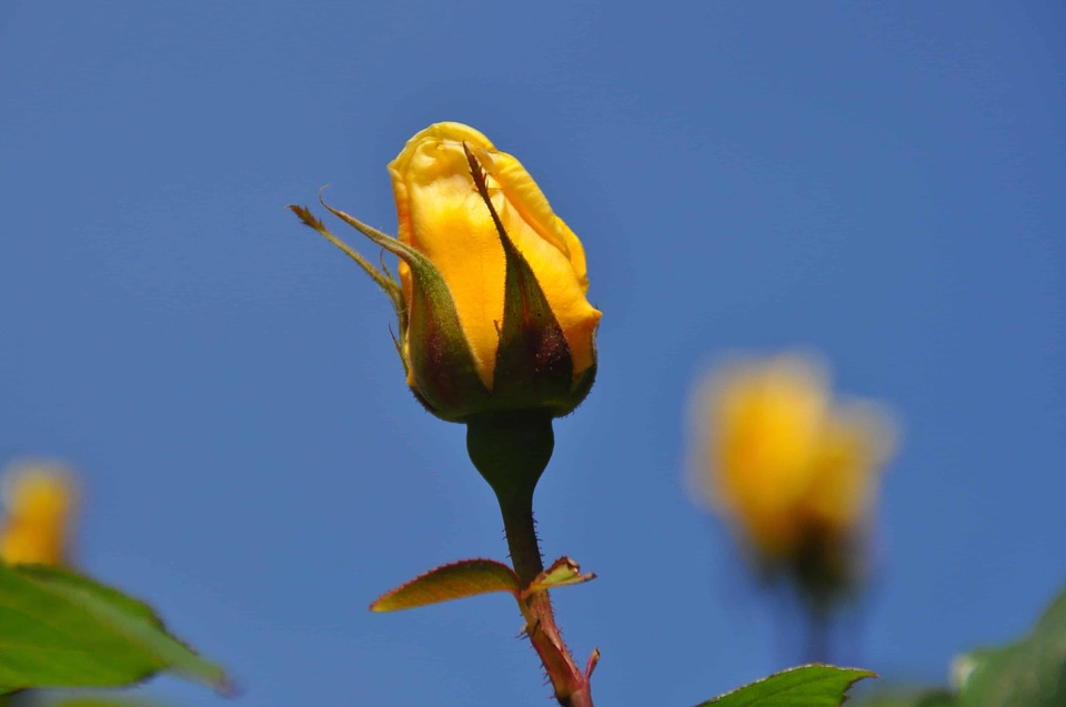 Beautiful Flowers beautiful photo biology