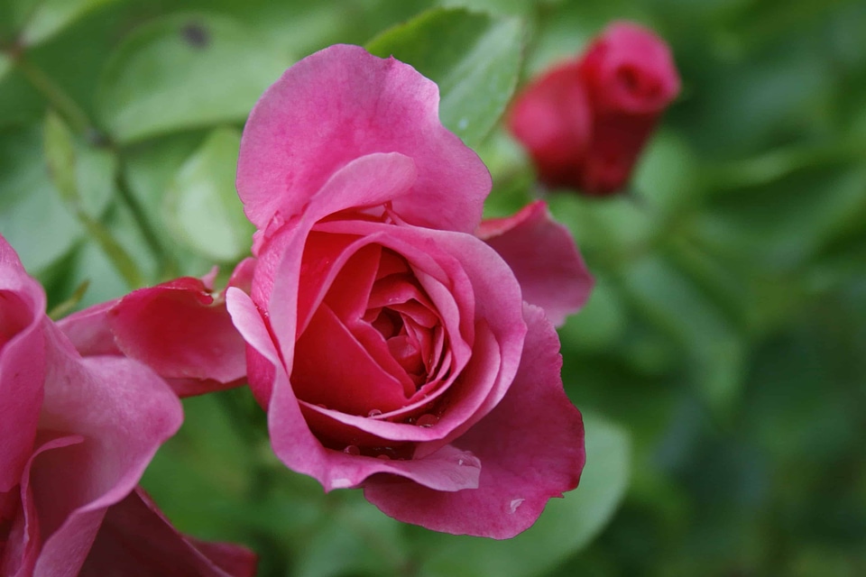 Beautiful Flowers beautiful photo biology