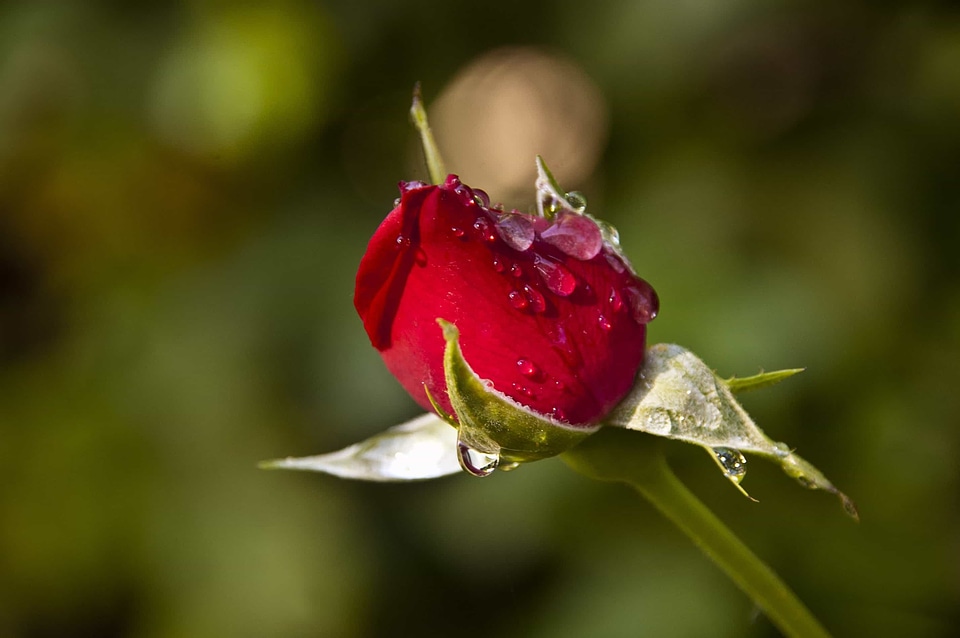 Beautiful Flowers beautiful image beautiful photo
