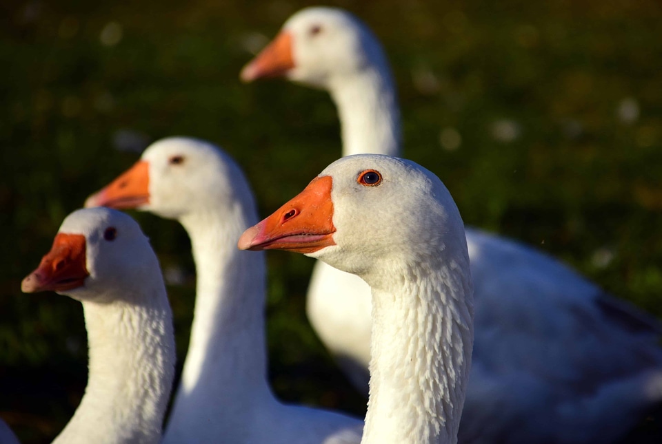 Animal aquatic bird avian photo