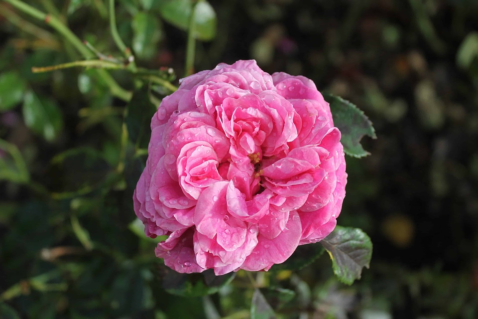 Beautiful Flowers biology bloom