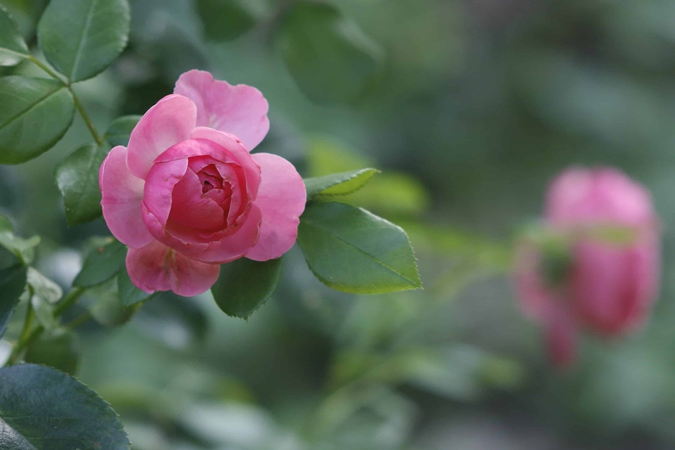 Beautiful beautiful flowers biology
