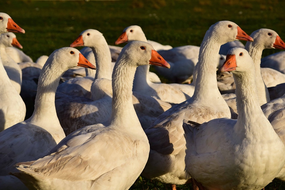 Animal aquatic bird avian
