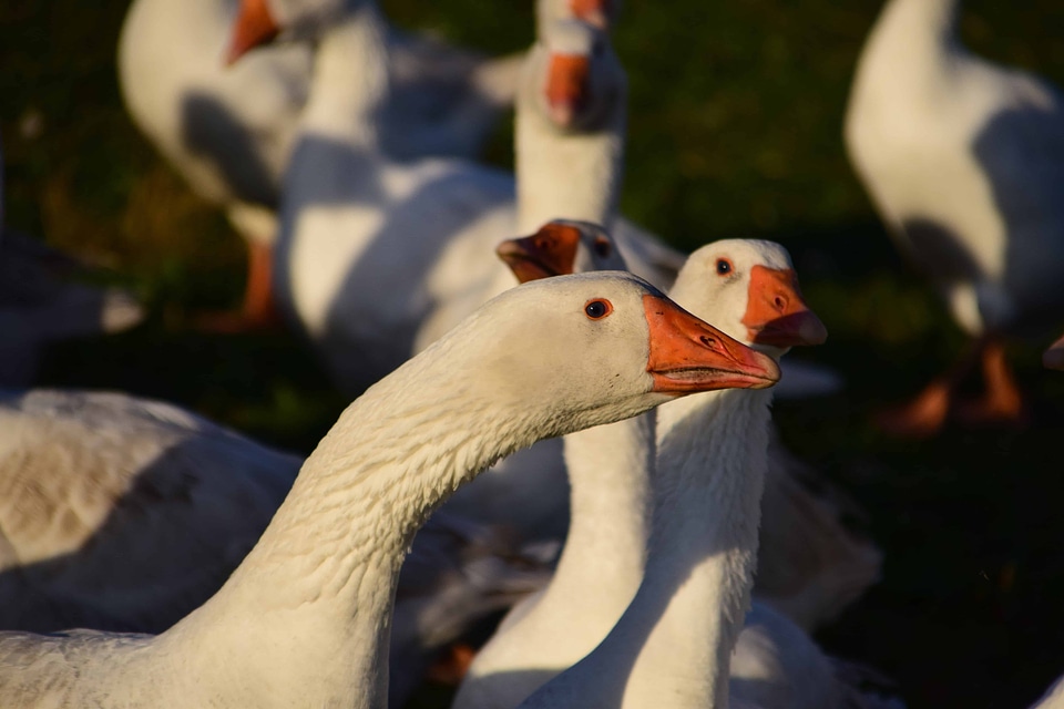 Animal aquatic bird avian