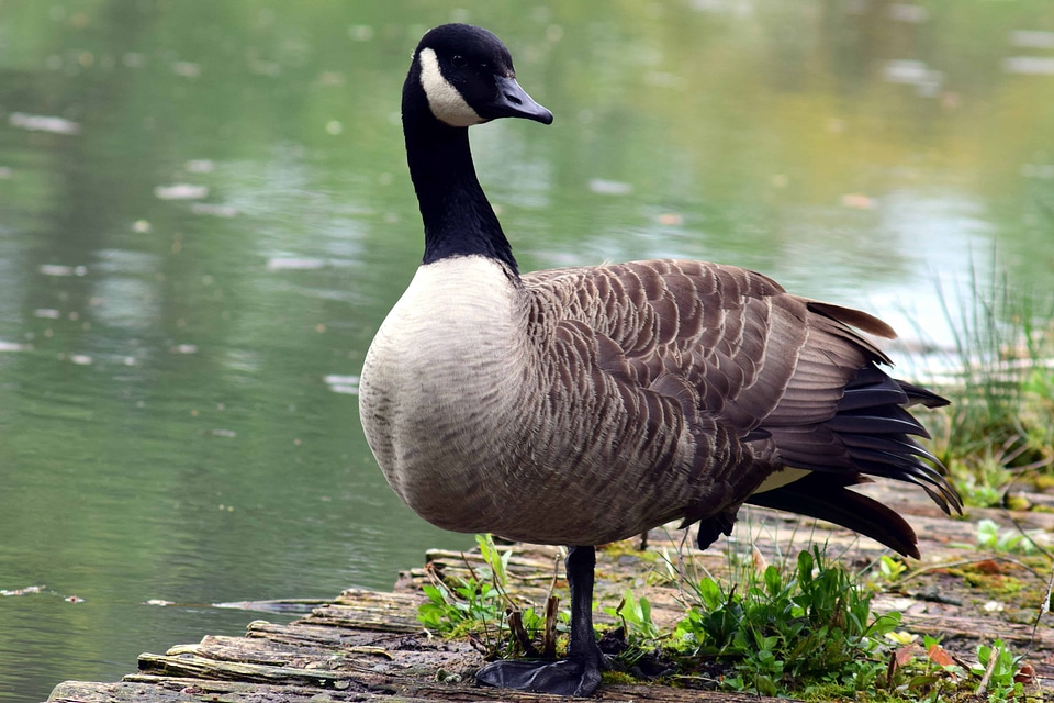 Animal aquatic bird avian photo