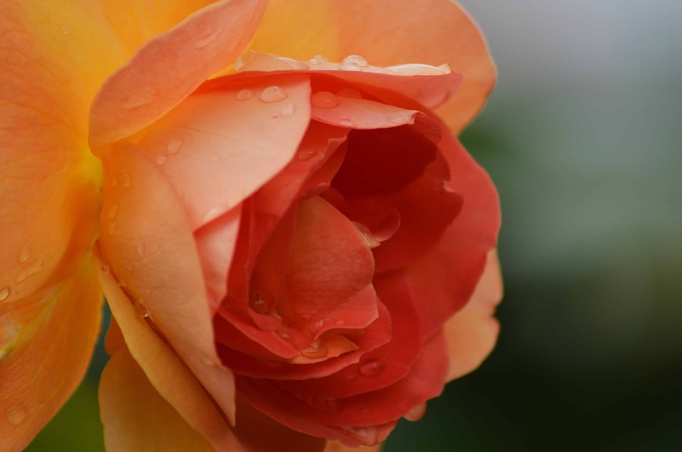 Beautiful beautiful flowers biology