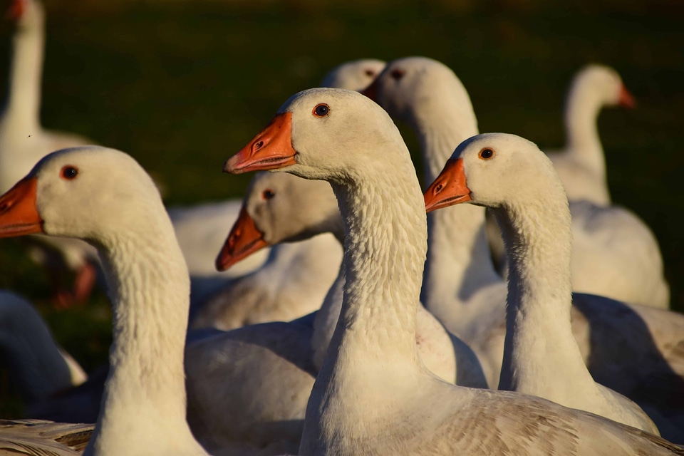 Animal aquatic bird avian