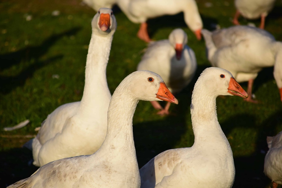 Animal aquatic bird avian
