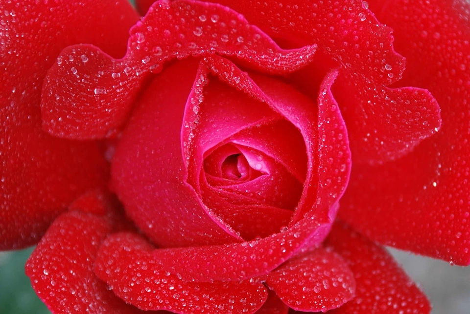 Beautiful beautiful flowers beautiful photo