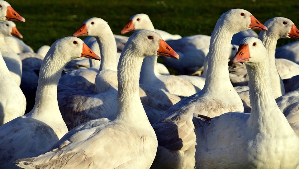 Animal aquatic bird avian photo